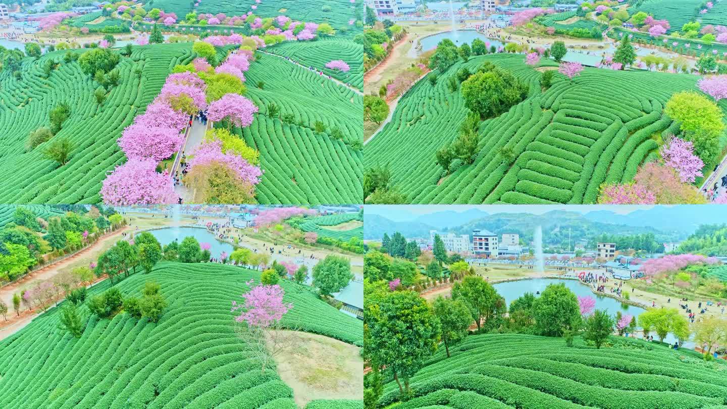 4k航拍漳平永福樱花茶园