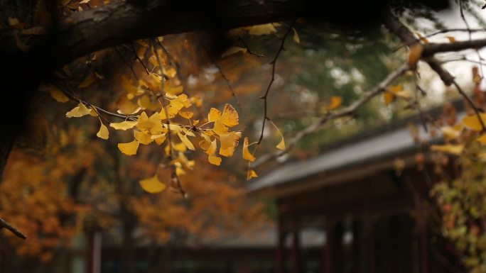 北京秋天的地坛公园