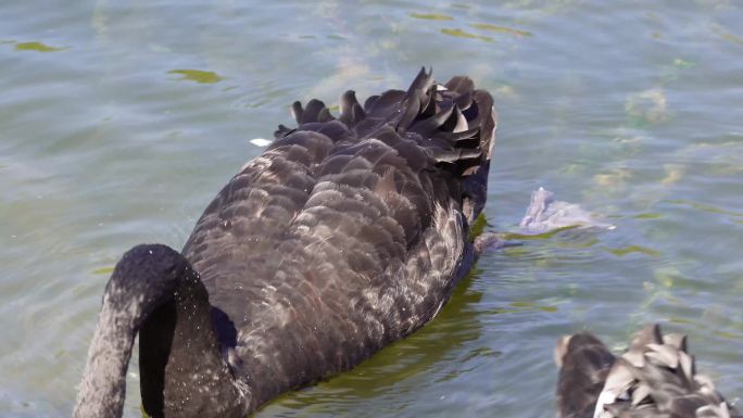 镜头合集野生动物保护动物黑天鹅水鸟水2