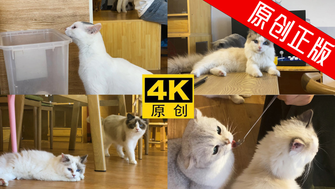 【4K】 猫咖撸猫喂猫撸狗陪伴宠物 猫