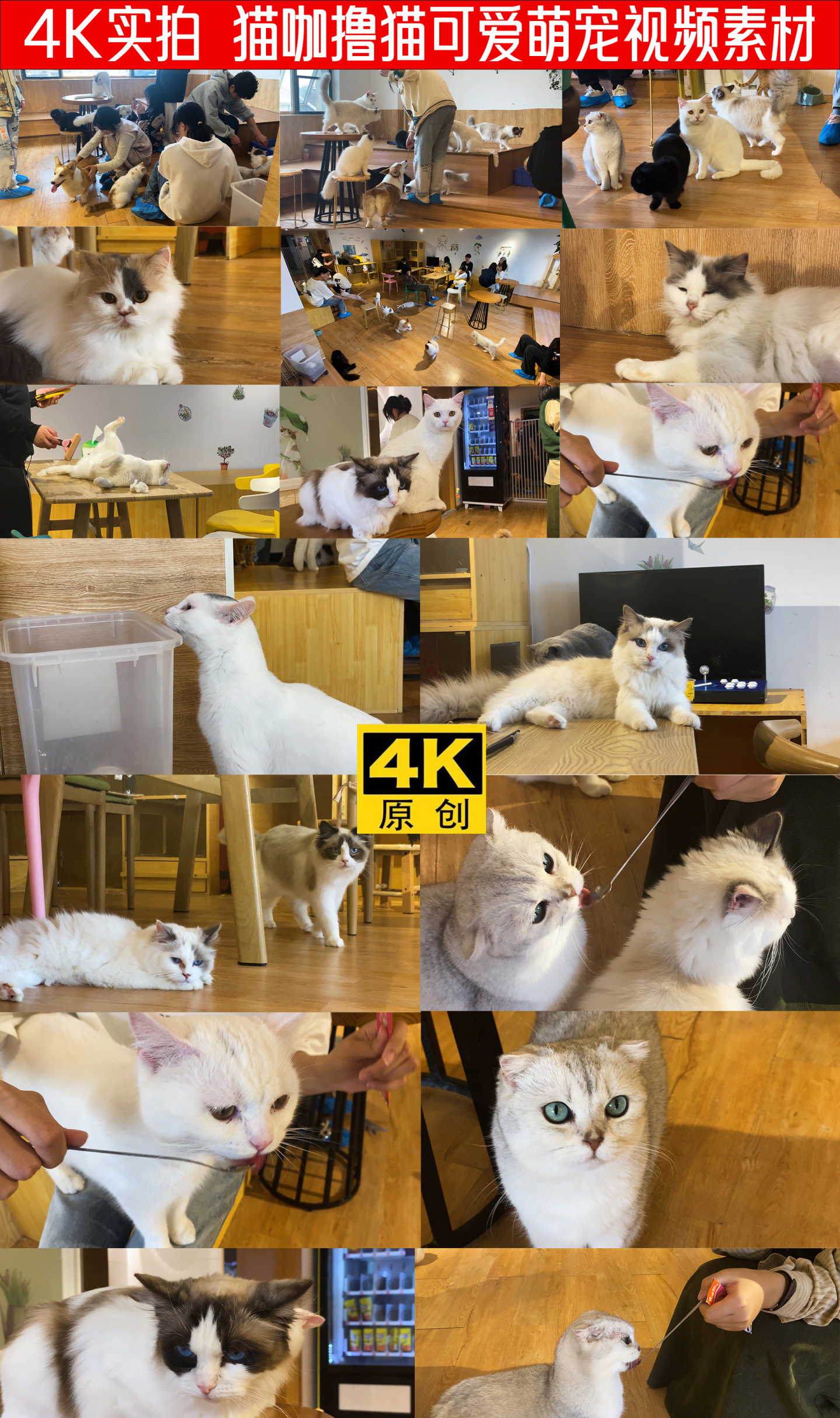 【4K】 猫咖撸猫喂猫撸狗陪伴宠物 萌宠
