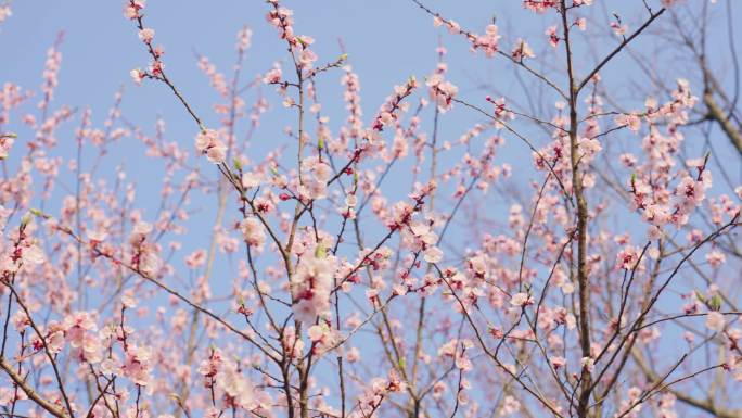 杏花 春暖花开