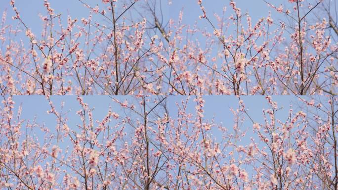 杏花 春暖花开