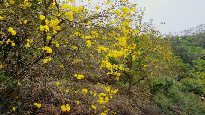 黄花风铃花