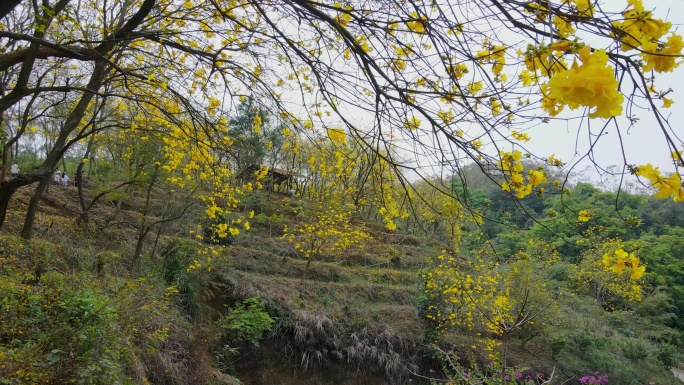 黄花风铃花