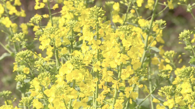 巴中南江油菜花航拍特写合集4K