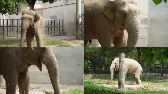 镜头合集正在进食的非洲象大象野生保护动1