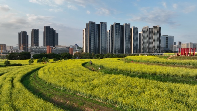 深圳光明区油菜花航拍