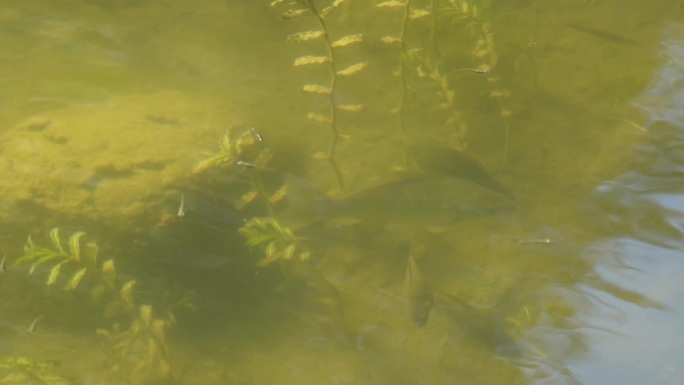 镜头合集鱼苗小鱼野生鱼类麦穗鱼池塘水沟1