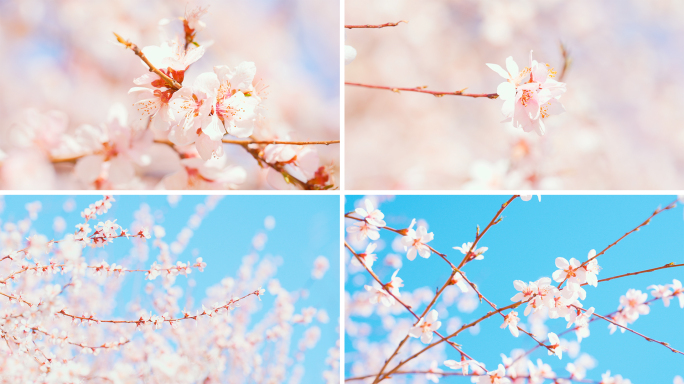 春天山桃花盛开