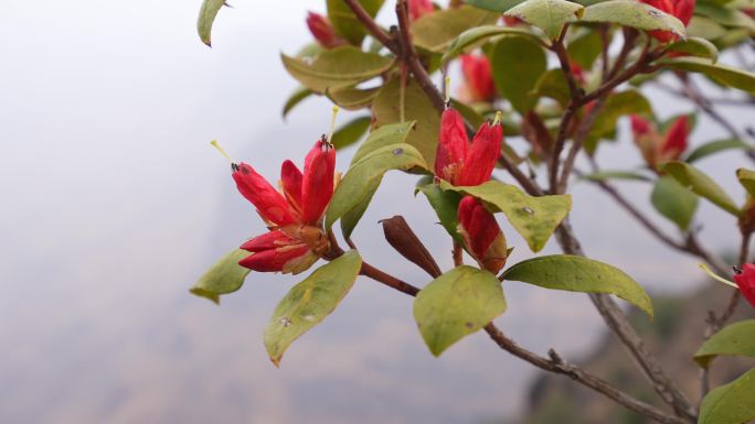 野杜鹃花