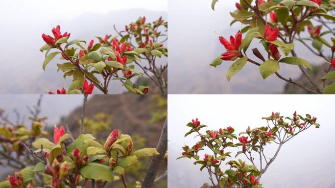 野杜鹃花