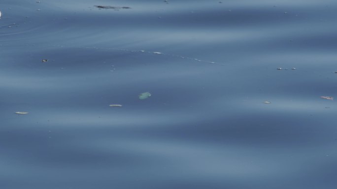 厦门五缘湾湿地公园白鹭死亡海面漂浮尸体