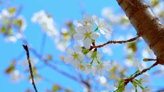 春天梨花花开