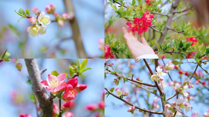 春暖花开 贴梗海棠花