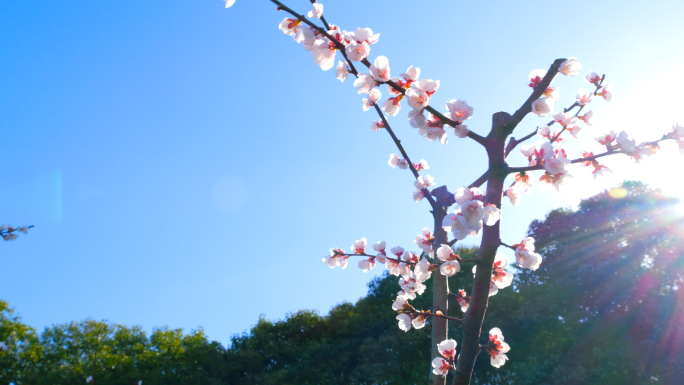 春暖花开生机盎然