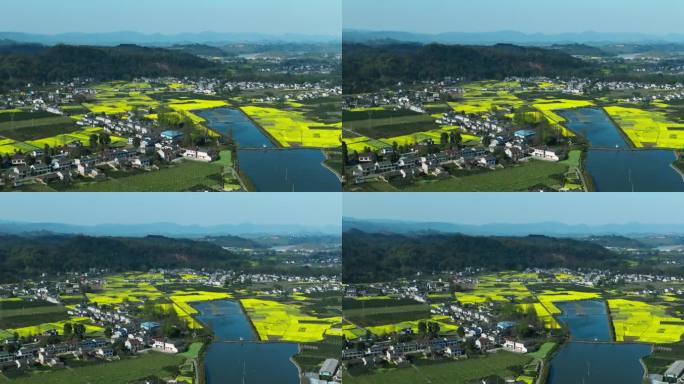 四川眉山洪雅中保油菜花航拍田园风景