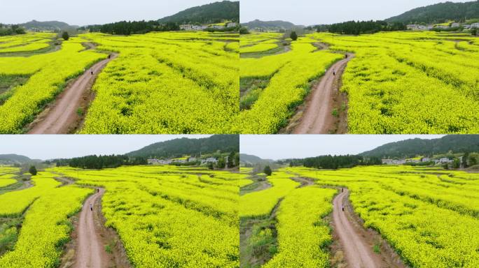 航拍千亩生态壮观油菜花