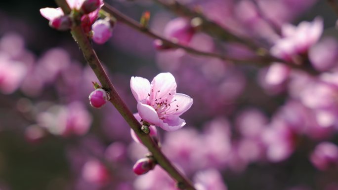 春天阳光下盛开的桃花