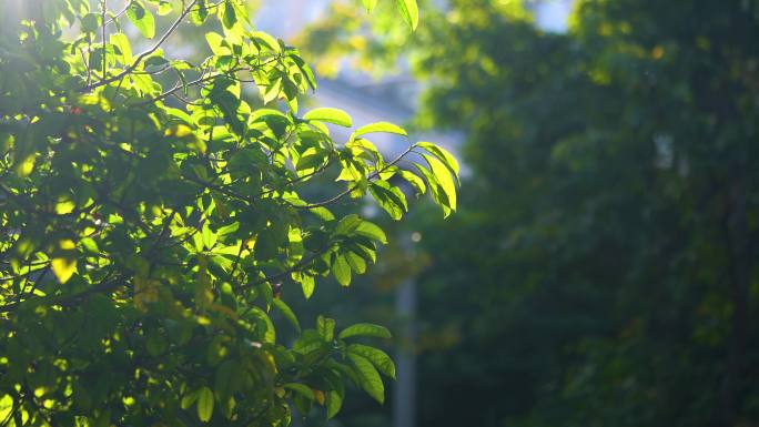 春天树叶绿植阳光桃花空镜春日实景拍摄