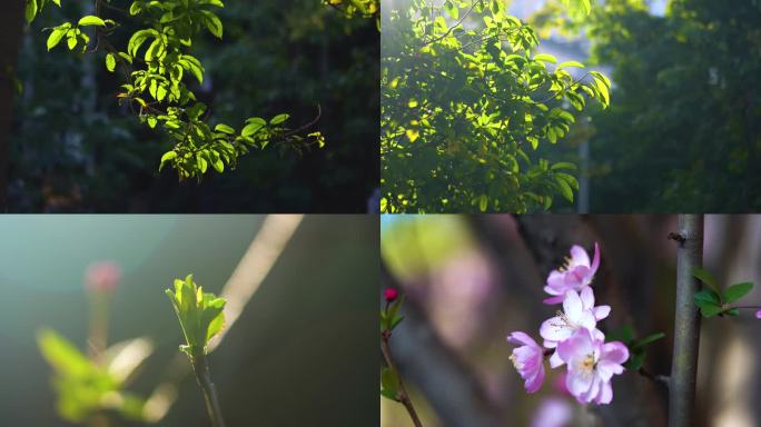 春天树叶绿植阳光桃花空镜春日实景拍摄