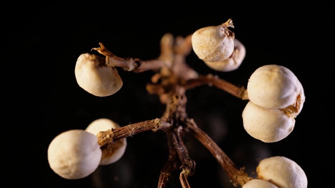 镜头合集小白豆装饰种子植物标本2