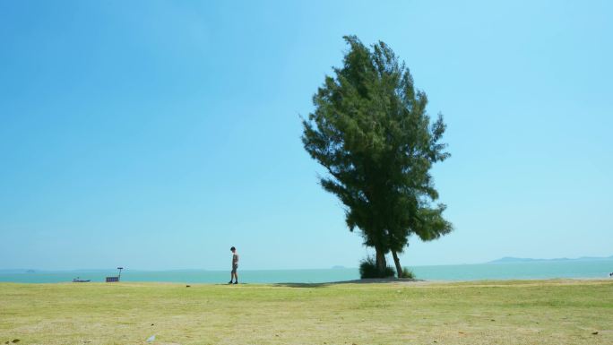 海边的木麻黄一个人在海边跑步海边散步