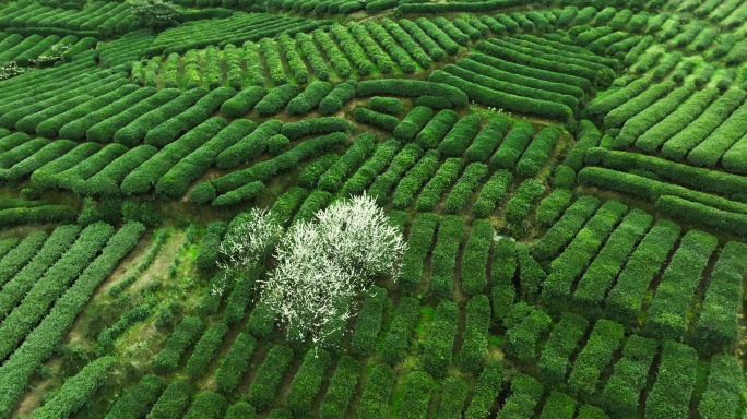 春天的茶山航拍长镜头唯美风景茶叶采摘
