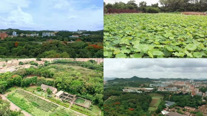 观澜版画基地航拍素材