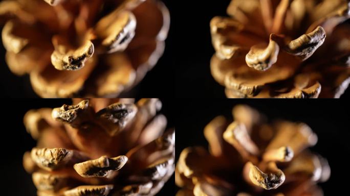镜头合集松果送塔松子装饰种子植物标本1