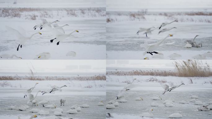 4k慢动作白天鹅降落雪景湖景冬日分镜素材