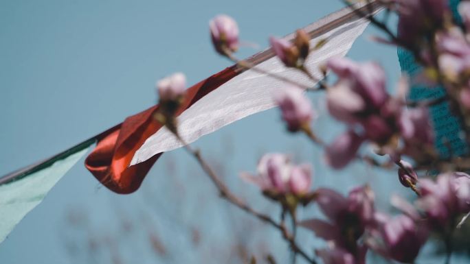 广仁寺樱花