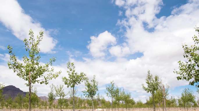 蓝天白云 植树种植延时 防沙治沙