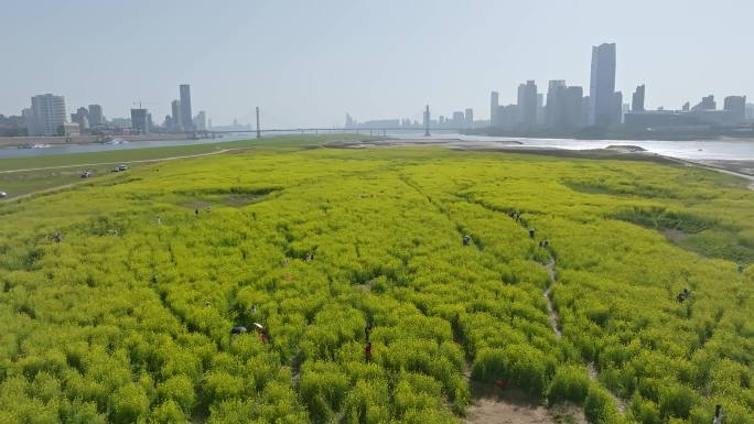 南昌扬子洲油菜花2