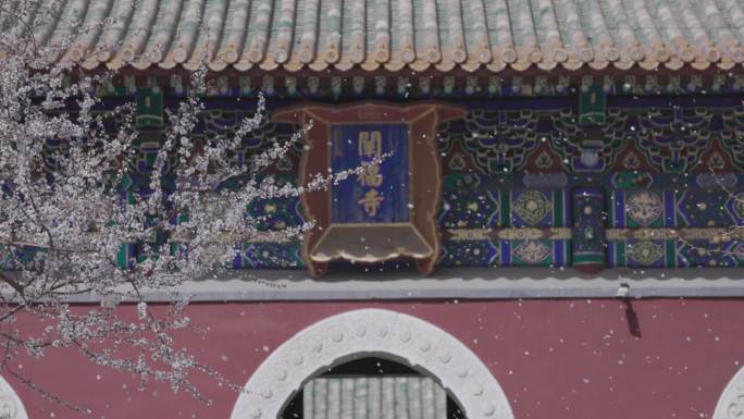 北海公园阐福寺花瓣雨