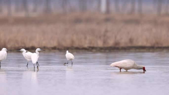 白鹭、朱鹮觅食泥鳅