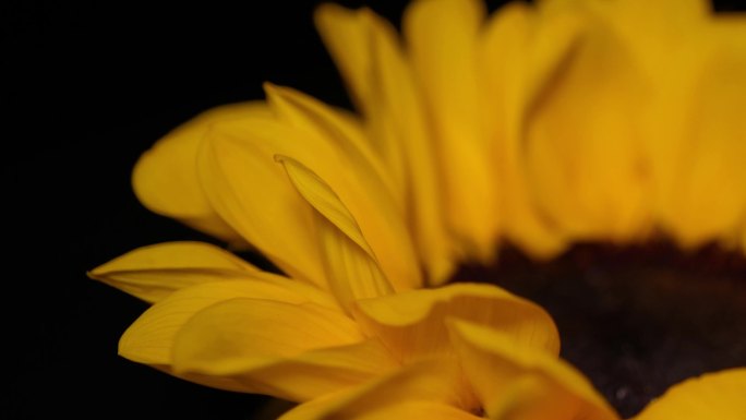 镜头合集微距向日葵花瓣花蕊花朵向阳花4