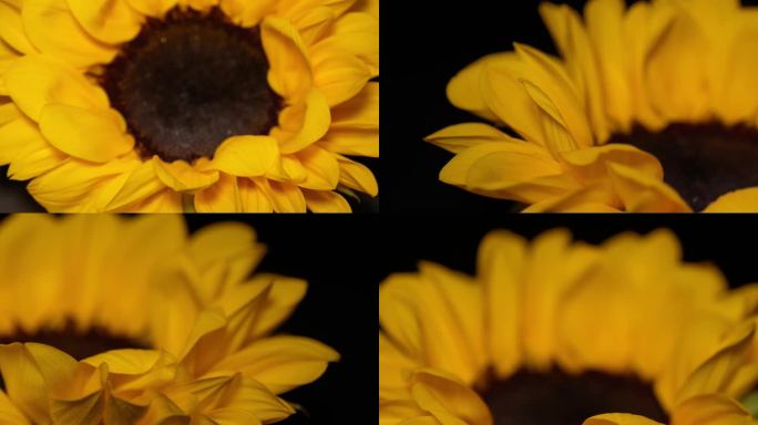 镜头合集微距向日葵花瓣花蕊花朵向阳花4