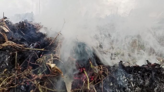 野外烧杂草 点燃杂草 点燃烧杂草