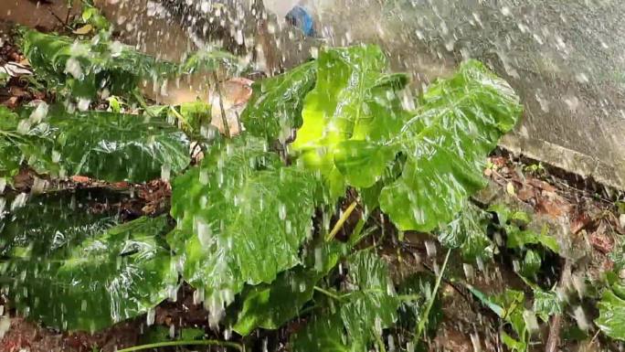 雨滴水滴下雨雨季热带雨林绿叶春雨夏雨秋雨