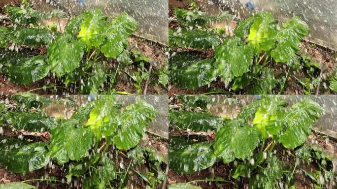 雨滴水滴下雨雨季热带雨林绿叶春雨夏雨秋雨
