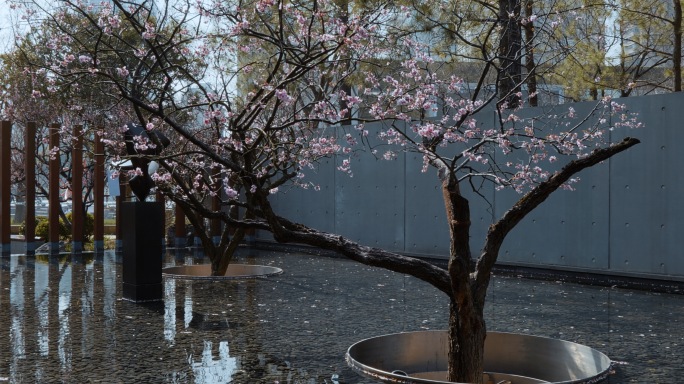 上海静安雕塑公园梅花