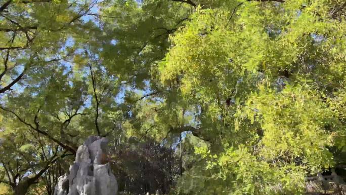 镜头合集植物园坐观光游览车第一视角树木1