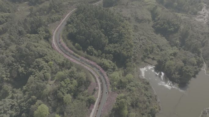 乐山市绿心路桃花航拍