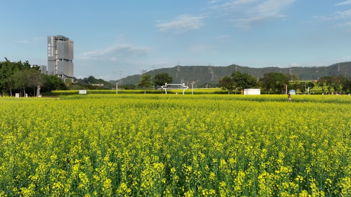 深圳光明区油菜花航拍