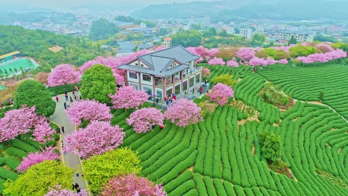 4k航拍漳平永福樱花茶园