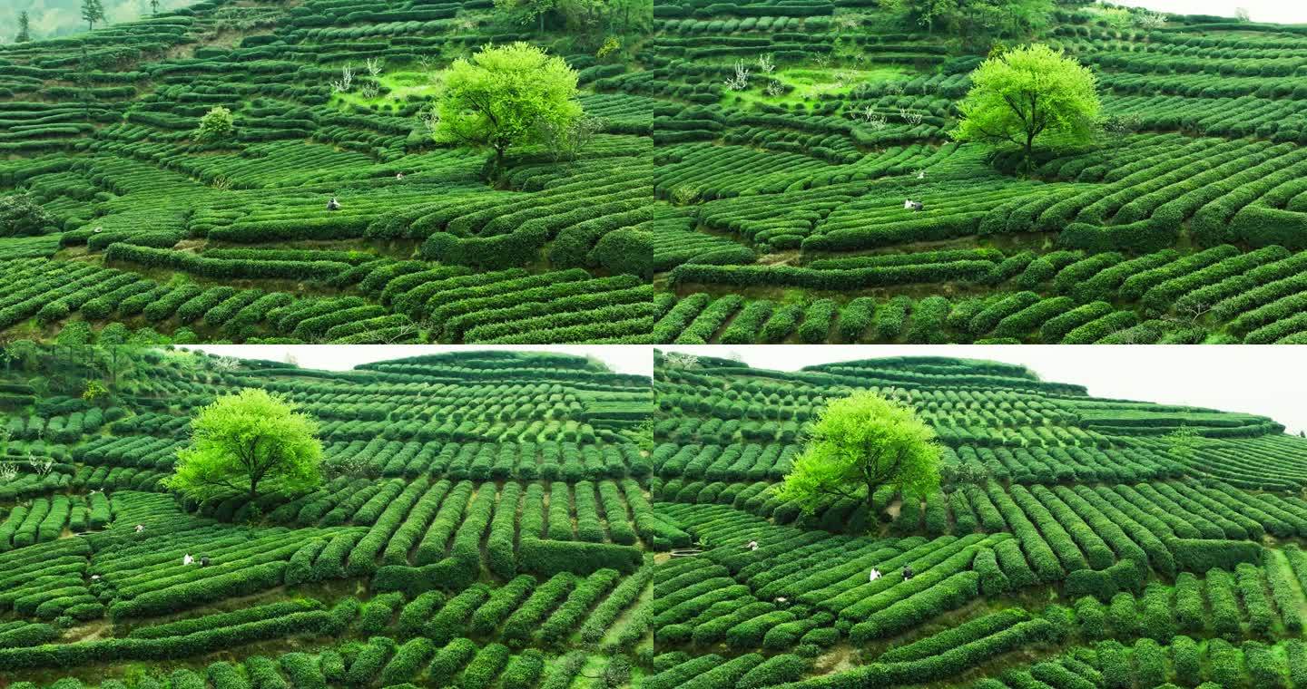 春天的茶山航拍唯美风景茶叶采摘