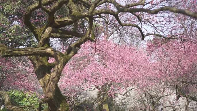 梅花可调色梅花春天花开植物园古典建筑