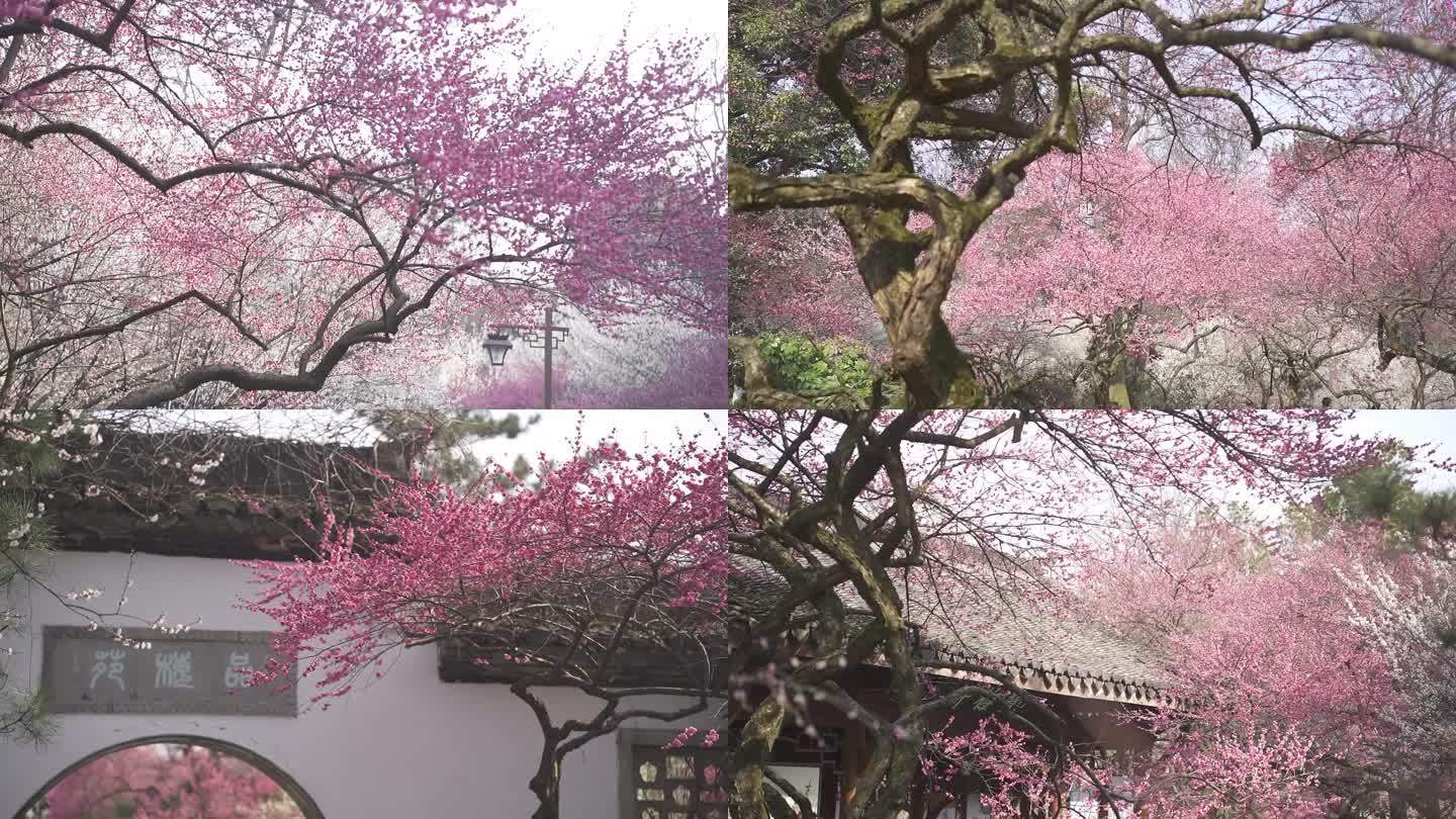 梅花可调色梅花春天花开植物园古典建筑