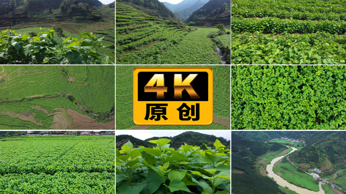 桑田桑园桑树桑叶实拍